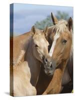 Palomino Peruvian paso mare and foal, New Mexico, USA-Carol Walker-Stretched Canvas