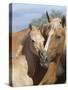 Palomino Peruvian paso mare and foal, New Mexico, USA-Carol Walker-Stretched Canvas