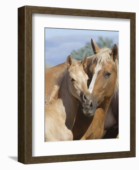 Palomino Peruvian paso mare and foal, New Mexico, USA-Carol Walker-Framed Photographic Print