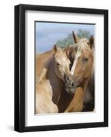 Palomino Peruvian paso mare and foal, New Mexico, USA-Carol Walker-Framed Photographic Print