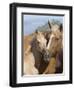 Palomino Peruvian paso mare and foal, New Mexico, USA-Carol Walker-Framed Photographic Print