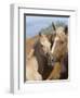 Palomino Peruvian paso mare and foal, New Mexico, USA-Carol Walker-Framed Photographic Print