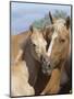 Palomino Peruvian paso mare and foal, New Mexico, USA-Carol Walker-Mounted Photographic Print