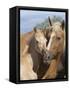 Palomino Peruvian paso mare and foal, New Mexico, USA-Carol Walker-Framed Stretched Canvas