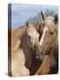 Palomino Peruvian paso mare and foal, New Mexico, USA-Carol Walker-Stretched Canvas