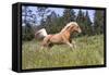 Palomino Quarter Horse Running Through Meadow at Forest Edge, Fort Bragg, California, USA-Lynn M^ Stone-Framed Stretched Canvas