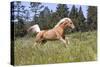 Palomino Quarter Horse Running Through Meadow at Forest Edge, Fort Bragg, California, USA-Lynn M^ Stone-Stretched Canvas