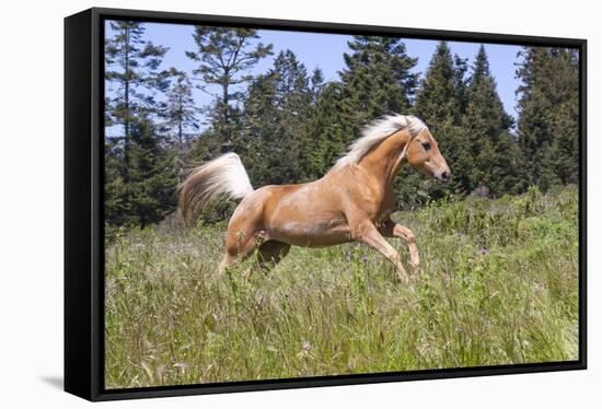 Palomino Quarter Horse Running Through Meadow at Forest Edge, Fort Bragg, California, USA-Lynn M^ Stone-Framed Stretched Canvas