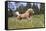 Palomino Quarter Horse Running Through Meadow at Forest Edge, Fort Bragg, California, USA-Lynn M^ Stone-Framed Stretched Canvas