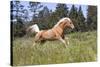 Palomino Quarter Horse Running Through Meadow at Forest Edge, Fort Bragg, California, USA-Lynn M^ Stone-Stretched Canvas