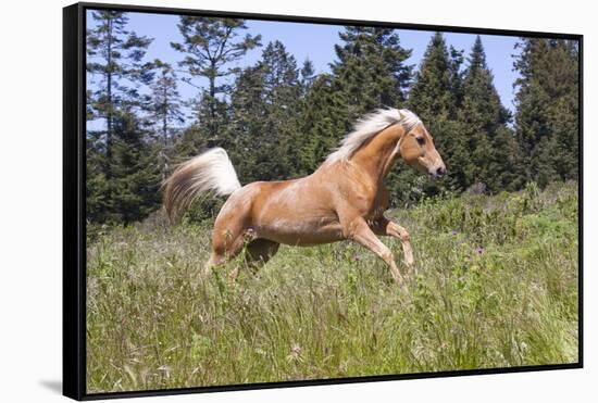 Palomino Quarter Horse Running Through Meadow at Forest Edge, Fort Bragg, California, USA-Lynn M^ Stone-Framed Stretched Canvas
