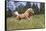 Palomino Quarter Horse Running Through Meadow at Forest Edge, Fort Bragg, California, USA-Lynn M^ Stone-Framed Stretched Canvas