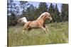 Palomino Quarter Horse Running Through Meadow at Forest Edge, Fort Bragg, California, USA-Lynn M^ Stone-Stretched Canvas