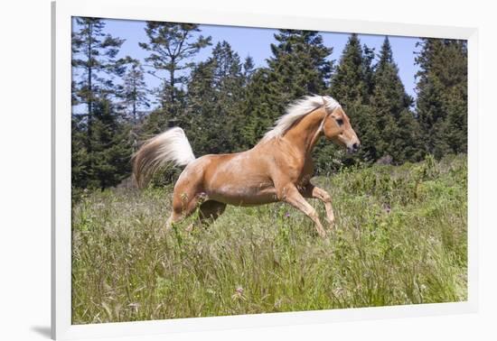 Palomino Quarter Horse Running Through Meadow at Forest Edge, Fort Bragg, California, USA-Lynn M^ Stone-Framed Photographic Print