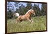 Palomino Quarter Horse Running Through Meadow at Forest Edge, Fort Bragg, California, USA-Lynn M^ Stone-Framed Photographic Print