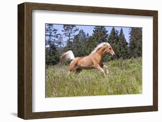 Palomino Quarter Horse Running Through Meadow at Forest Edge, Fort Bragg, California, USA-Lynn M^ Stone-Framed Photographic Print