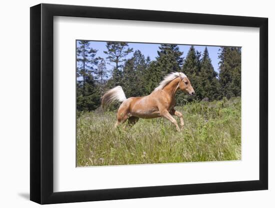 Palomino Quarter Horse Running Through Meadow at Forest Edge, Fort Bragg, California, USA-Lynn M^ Stone-Framed Photographic Print