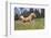 Palomino Quarter Horse Running Through Meadow at Forest Edge, Fort Bragg, California, USA-Lynn M^ Stone-Framed Photographic Print