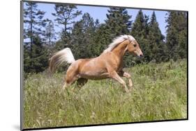 Palomino Quarter Horse Running Through Meadow at Forest Edge, Fort Bragg, California, USA-Lynn M^ Stone-Mounted Photographic Print