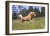 Palomino Quarter Horse Running Through Meadow at Forest Edge, Fort Bragg, California, USA-Lynn M^ Stone-Framed Photographic Print