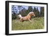 Palomino Quarter Horse Running Through Meadow at Forest Edge, Fort Bragg, California, USA-Lynn M^ Stone-Framed Photographic Print