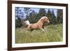 Palomino Quarter Horse Running Through Meadow at Forest Edge, Fort Bragg, California, USA-Lynn M^ Stone-Framed Photographic Print