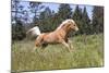 Palomino Quarter Horse Running Through Meadow at Forest Edge, Fort Bragg, California, USA-Lynn M^ Stone-Mounted Photographic Print