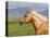 Palomino Quarter Horse Stallion, Head Profile, Longmont, Colorado, USA-Carol Walker-Stretched Canvas