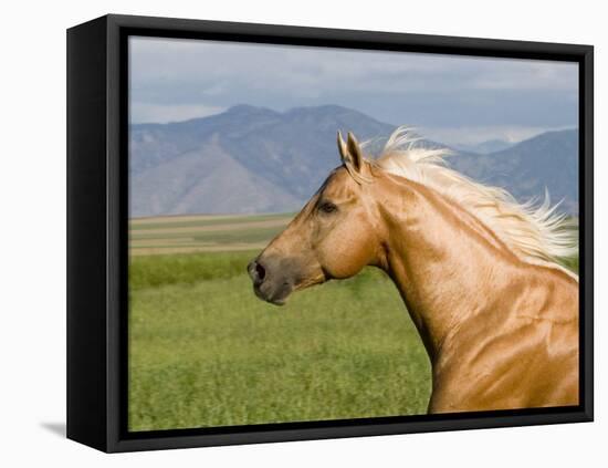 Palomino Quarter Horse Stallion, Head Profile, Longmont, Colorado, USA-Carol Walker-Framed Stretched Canvas