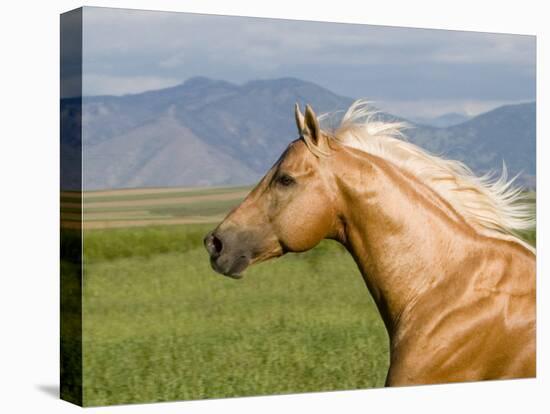 Palomino Quarter Horse Stallion, Head Profile, Longmont, Colorado, USA-Carol Walker-Stretched Canvas