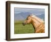 Palomino Quarter Horse Stallion, Head Profile, Longmont, Colorado, USA-Carol Walker-Framed Premium Photographic Print