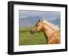 Palomino Quarter Horse Stallion, Head Profile, Longmont, Colorado, USA-Carol Walker-Framed Premium Photographic Print