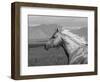 Palomino Quarter Horse Stallion, Head Profile, Longmont, Colorado, USA-Carol Walker-Framed Premium Photographic Print