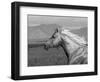 Palomino Quarter Horse Stallion, Head Profile, Longmont, Colorado, USA-Carol Walker-Framed Premium Photographic Print