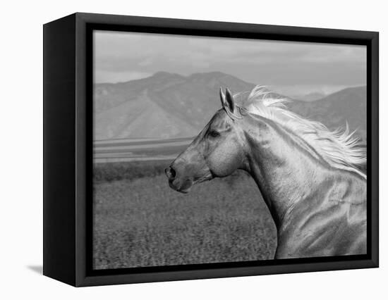 Palomino Quarter Horse Stallion, Head Profile, Longmont, Colorado, USA-Carol Walker-Framed Stretched Canvas