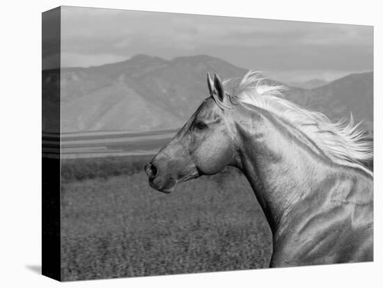 Palomino Quarter Horse Stallion, Head Profile, Longmont, Colorado, USA-Carol Walker-Stretched Canvas