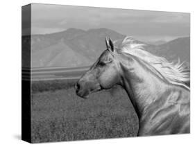 Palomino Quarter Horse Stallion, Head Profile, Longmont, Colorado, USA-Carol Walker-Stretched Canvas