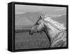 Palomino Quarter Horse Stallion, Head Profile, Longmont, Colorado, USA-Carol Walker-Framed Stretched Canvas