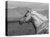 Palomino Quarter Horse Stallion, Head Profile, Longmont, Colorado, USA-Carol Walker-Stretched Canvas