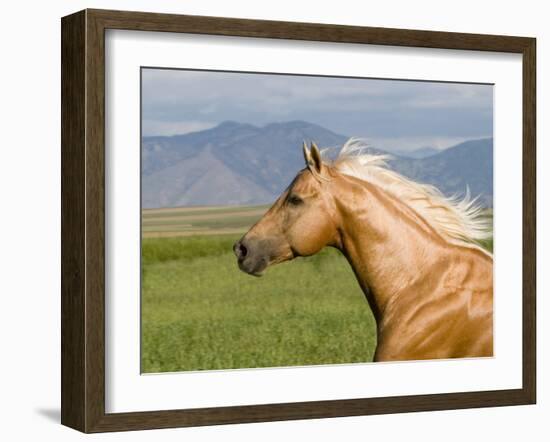 Palomino Quarter Horse Stallion, Head Profile, Longmont, Colorado, USA-Carol Walker-Framed Photographic Print