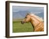 Palomino Quarter Horse Stallion, Head Profile, Longmont, Colorado, USA-Carol Walker-Framed Photographic Print