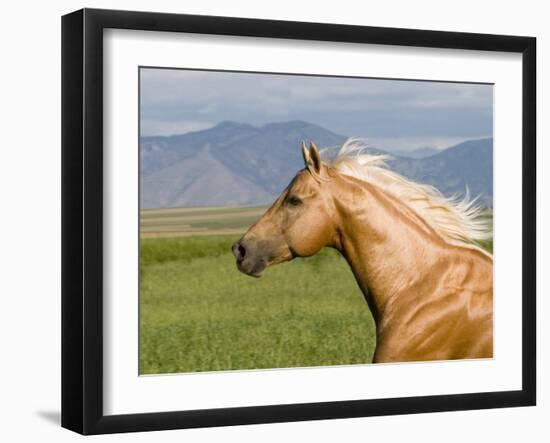 Palomino Quarter Horse Stallion, Head Profile, Longmont, Colorado, USA-Carol Walker-Framed Photographic Print