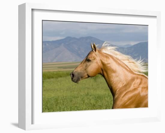 Palomino Quarter Horse Stallion, Head Profile, Longmont, Colorado, USA-Carol Walker-Framed Photographic Print