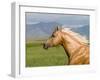 Palomino Quarter Horse Stallion, Head Profile, Longmont, Colorado, USA-Carol Walker-Framed Photographic Print