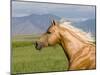 Palomino Quarter Horse Stallion, Head Profile, Longmont, Colorado, USA-Carol Walker-Mounted Photographic Print