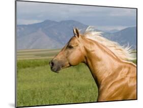 Palomino Quarter Horse Stallion, Head Profile, Longmont, Colorado, USA-Carol Walker-Mounted Photographic Print