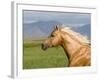 Palomino Quarter Horse Stallion, Head Profile, Longmont, Colorado, USA-Carol Walker-Framed Photographic Print