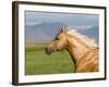 Palomino Quarter Horse Stallion, Head Profile, Longmont, Colorado, USA-Carol Walker-Framed Photographic Print