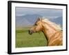 Palomino Quarter Horse Stallion, Head Profile, Longmont, Colorado, USA-Carol Walker-Framed Photographic Print