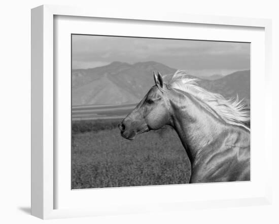 Palomino Quarter Horse Stallion, Head Profile, Longmont, Colorado, USA-Carol Walker-Framed Photographic Print